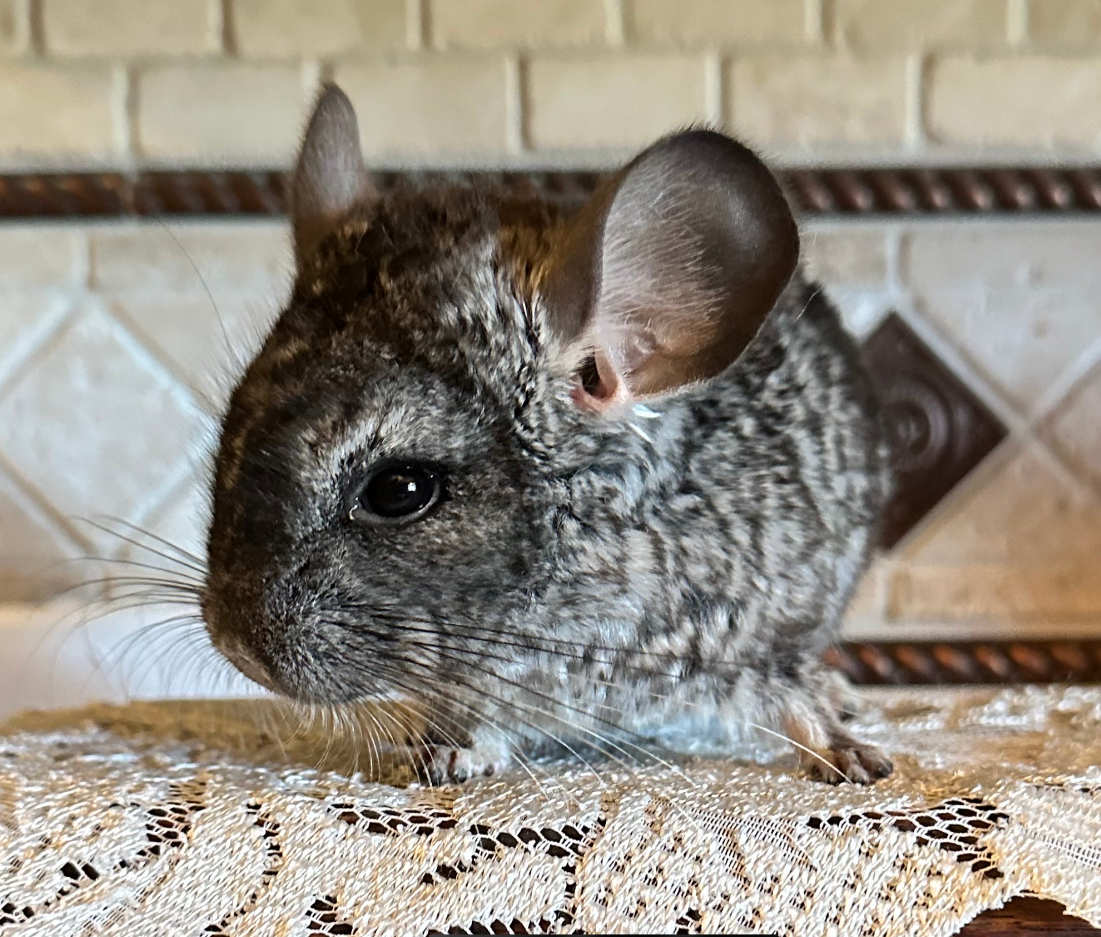 Chinchillas For Sale Daytona Beach, DeLand, FL Weeping, 51 OFF