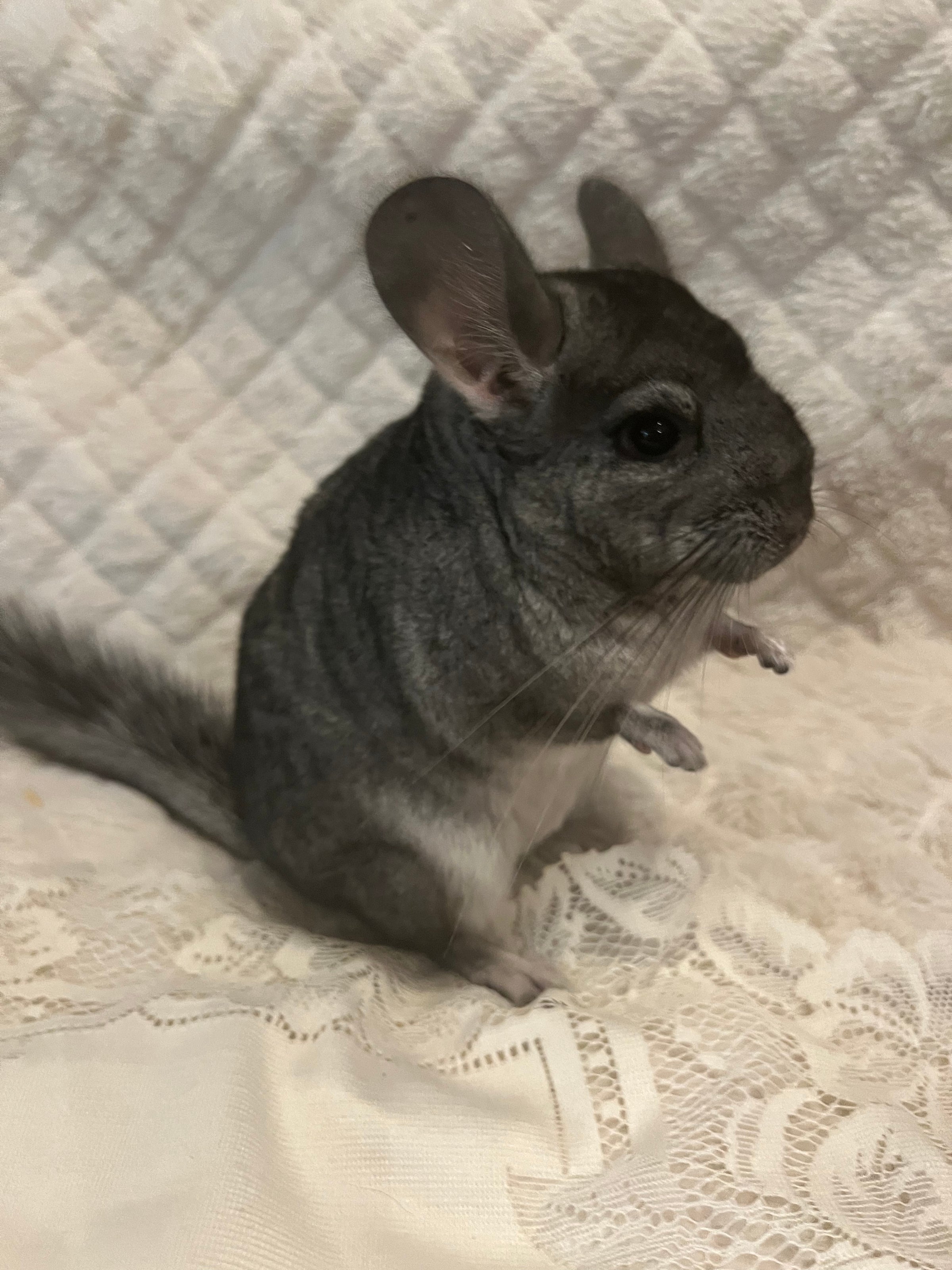 Female chinchilla best sale for sale