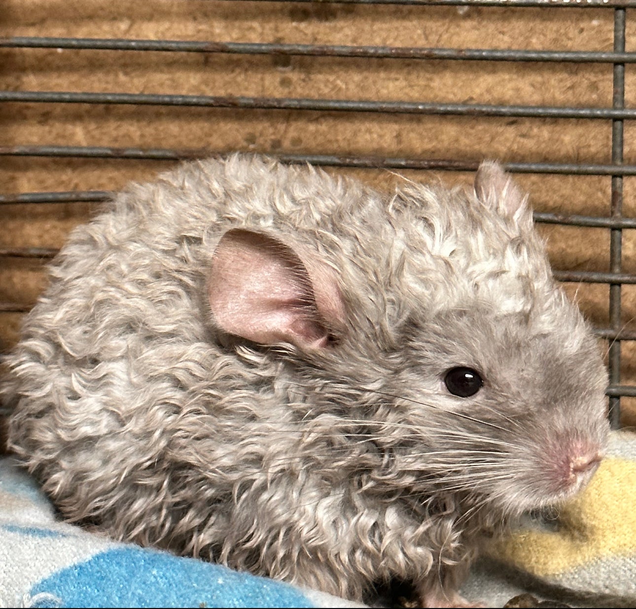 Curly chinchilla hot sale