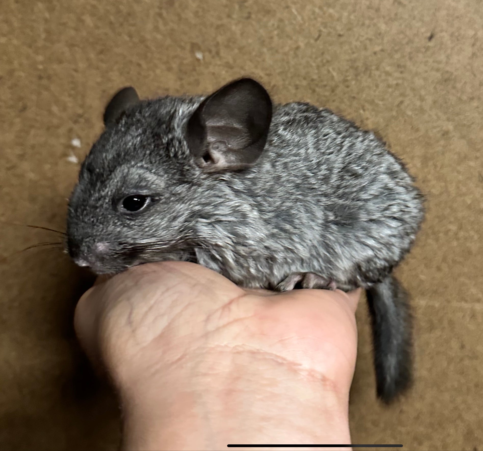 Chinchillas For Sale Daytona Beach, DeLand, FL Weeping, 51 OFF