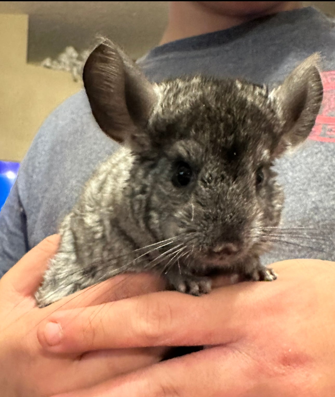 Chinchillas For Sale Daytona Beach, DeLand, FL Weeping, 51 OFF