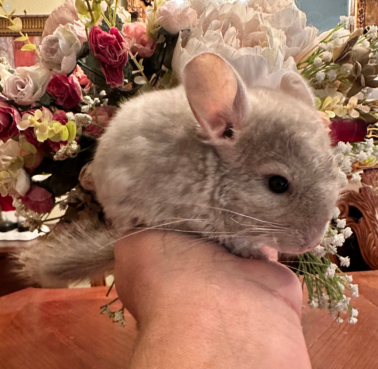 Male chinchilla 2024 for sale