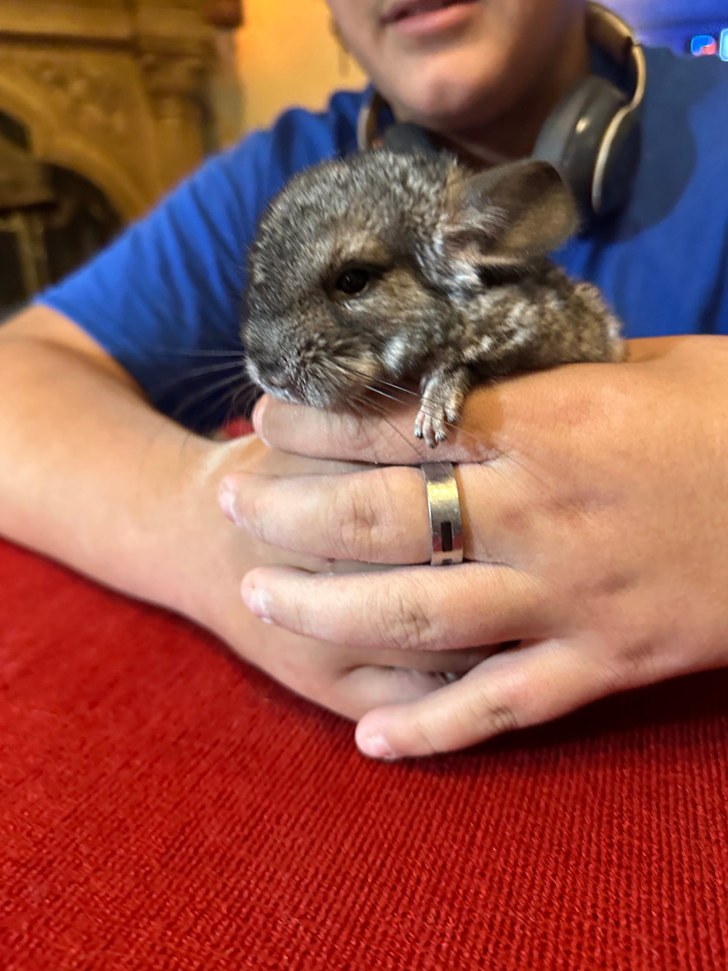 Chinchilla kits for store sale